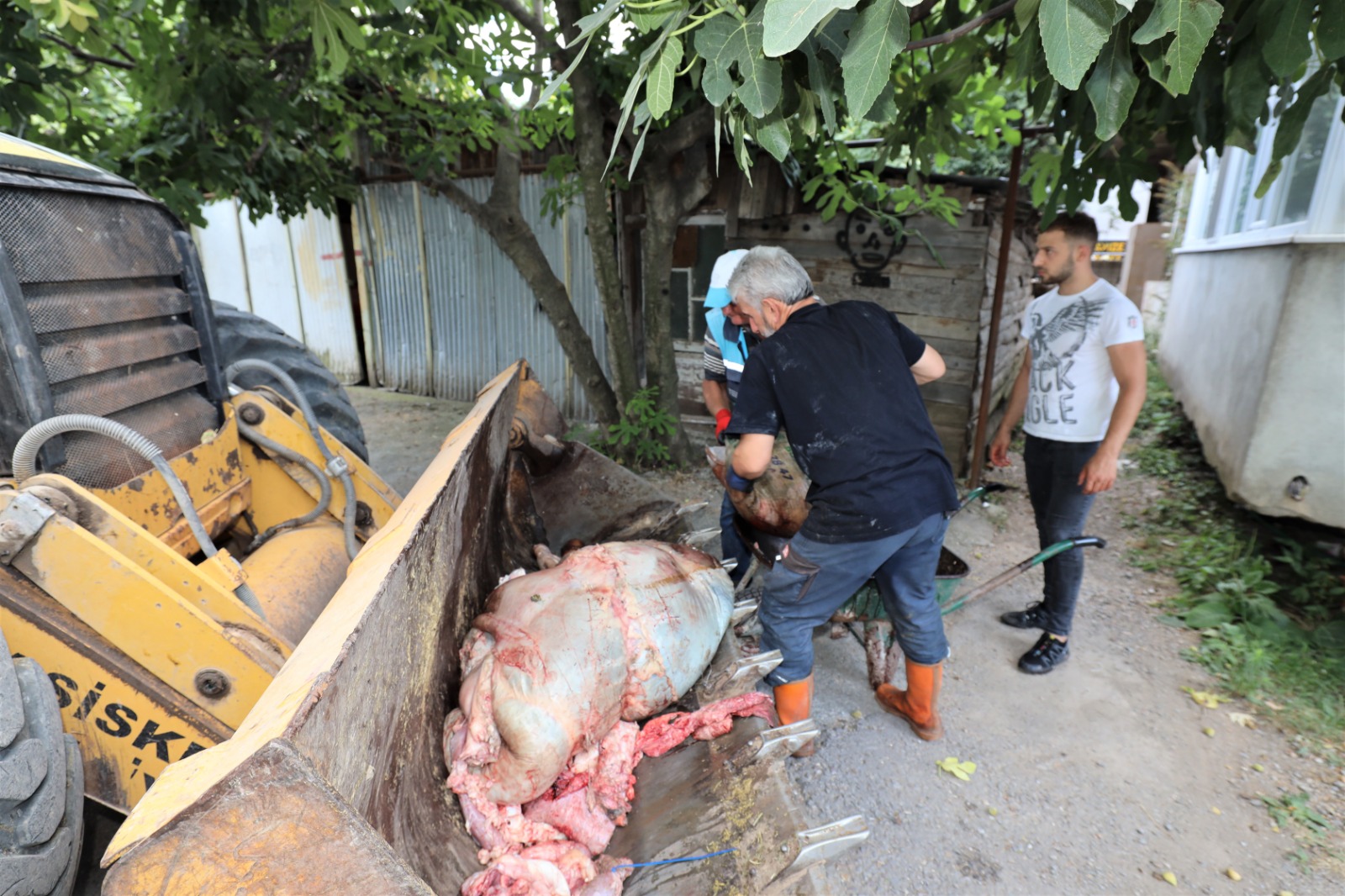 Baiskelede Kurban Atklar Annda Toplanyor